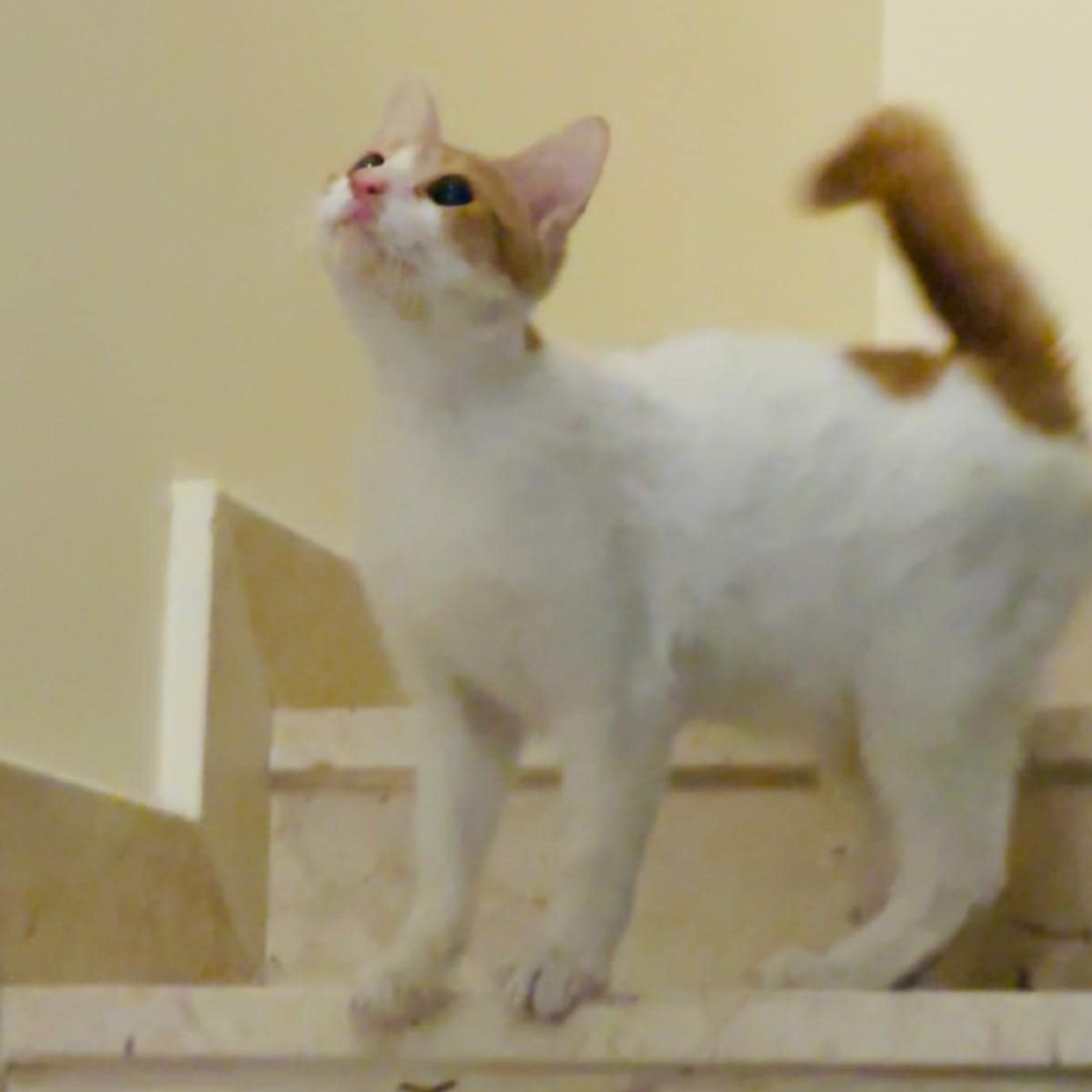 Luca - Qatar