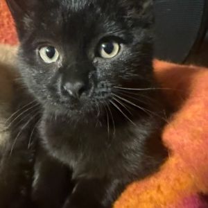 Leonardo Davinci, Baby Male unknown