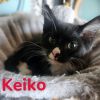 Keiko photo 1