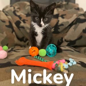 Mickey, Baby Male unknown