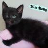 Molly photo 2