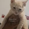 Pawsilla photo 1