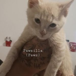 Pawsilla, Baby Male unknown