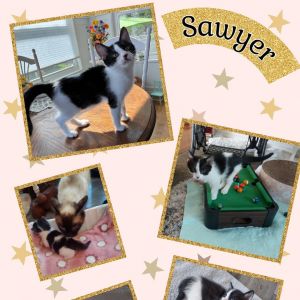 Sawyer, Baby Male unknown