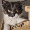 Beluga photo 1