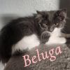 Beluga photo 3