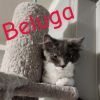 Beluga photo 4