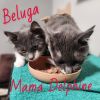 Beluga photo 5