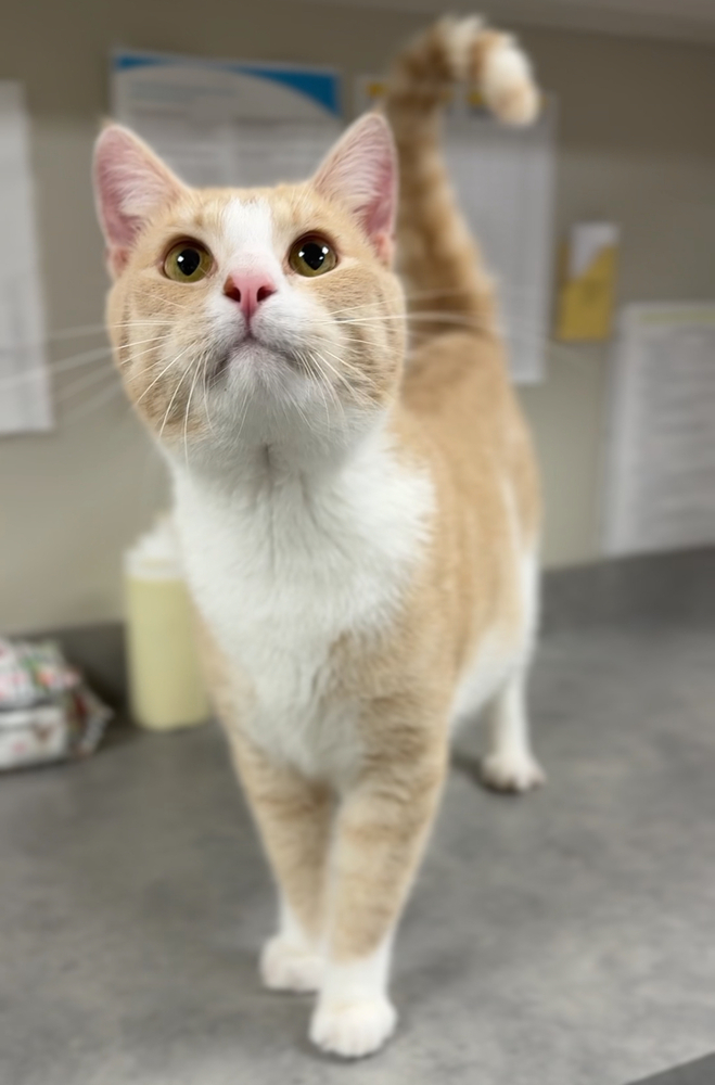 Puddles, an adoptable Domestic Short Hair in Bemidji, MN, 56601 | Photo Image 1