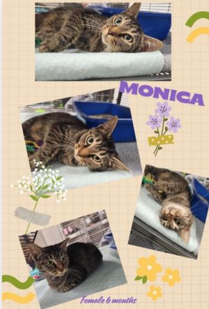 Monica