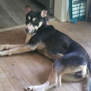 Mia - IN FOSTER, Young Female unknown