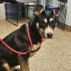 Mia - IN FOSTER photo 2