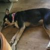 Mia - IN FOSTER photo 3