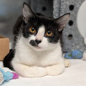 Sloan, Young Female unknown