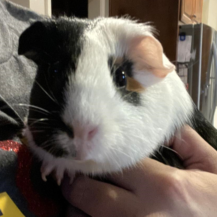 Domino
