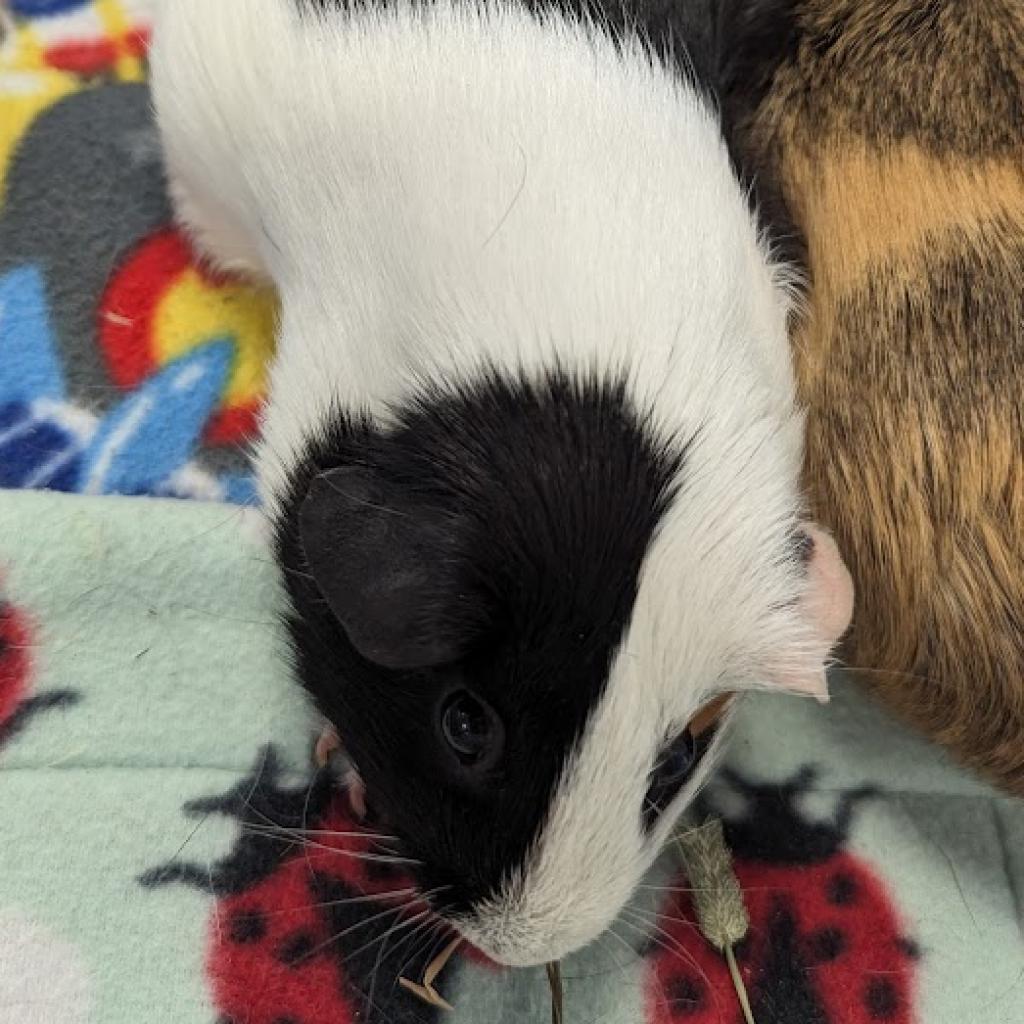 Domino