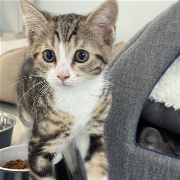 Amelia, an adoptable American Shorthair in Mount Shasta, CA, 96067 | Photo Image 1