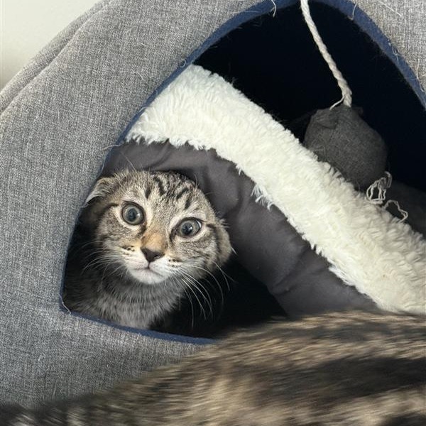 Alfie, an adoptable Domestic Medium Hair in Mount Shasta, CA, 96067 | Photo Image 1