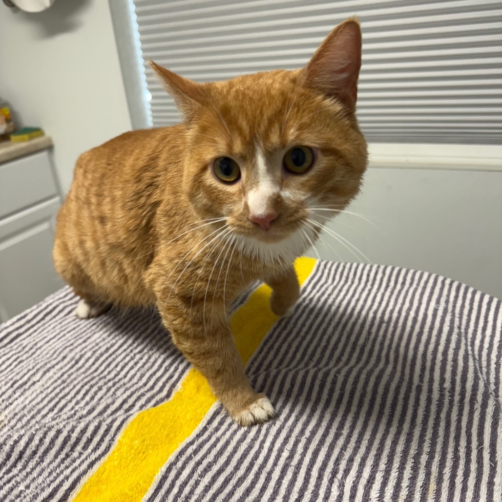 Philip, an adoptable Domestic Short Hair in Mount Shasta, CA, 96067 | Photo Image 1