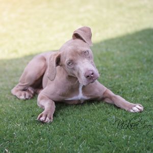 Sweetheart, Young Female unknown