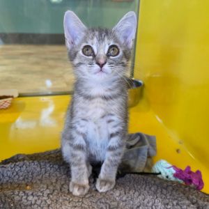 Belle Starr, Baby Female unknown