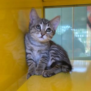 Annie Oakley, Baby Female unknown