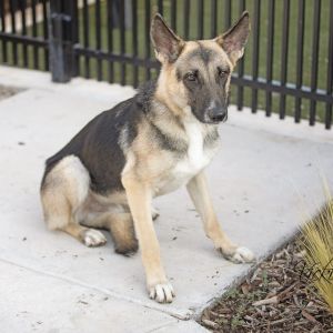 Zeus, Adult Male unknown