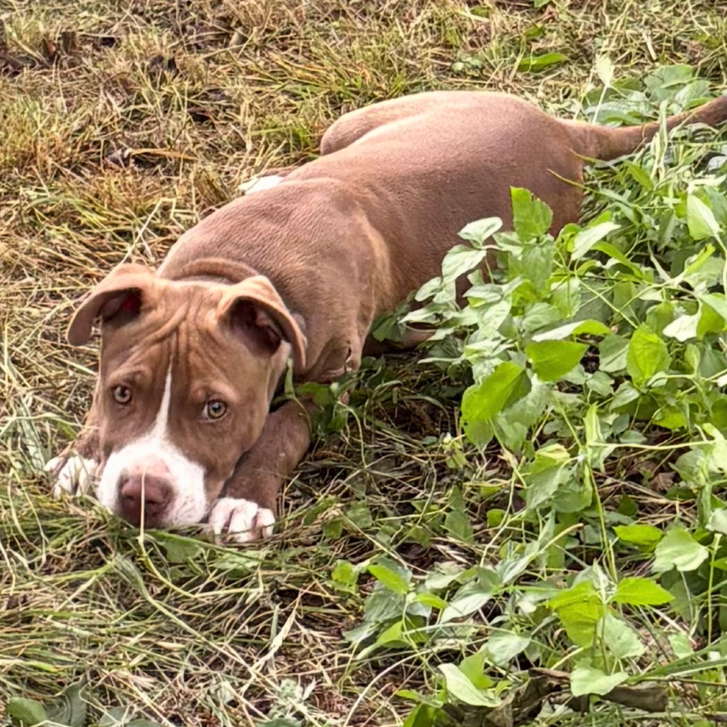 Archie
