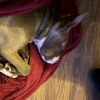 Archie photo 5