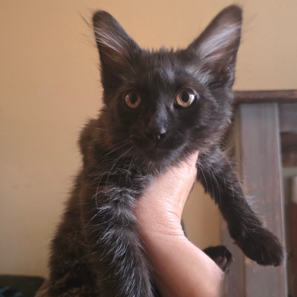 Little John, an adoptable Domestic Long Hair in Jacksonville, OR, 97530 | Photo Image 1