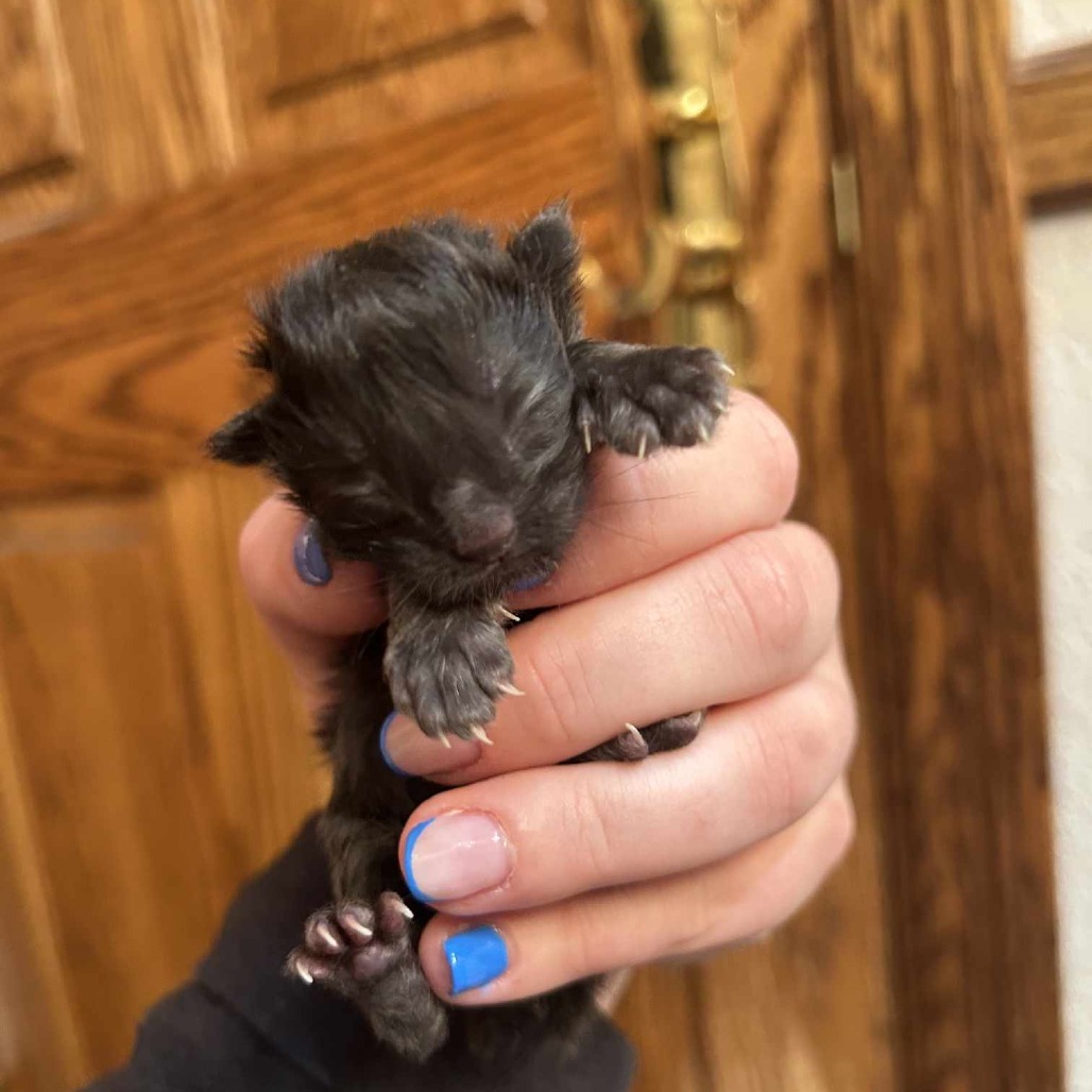 Little John, an adoptable Domestic Long Hair in Jacksonville, OR, 97530 | Photo Image 2