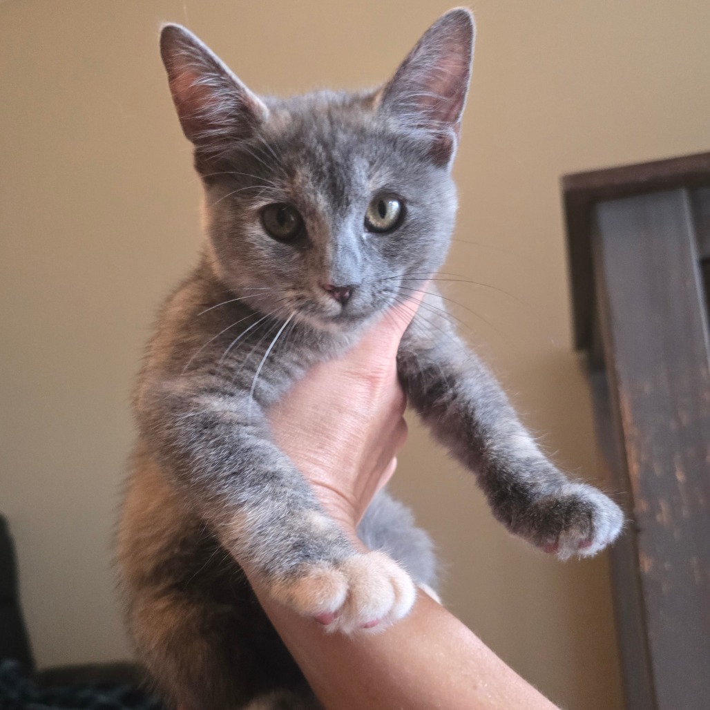 Maid Marian, an adoptable Domestic Short Hair in Jacksonville, OR, 97530 | Photo Image 1