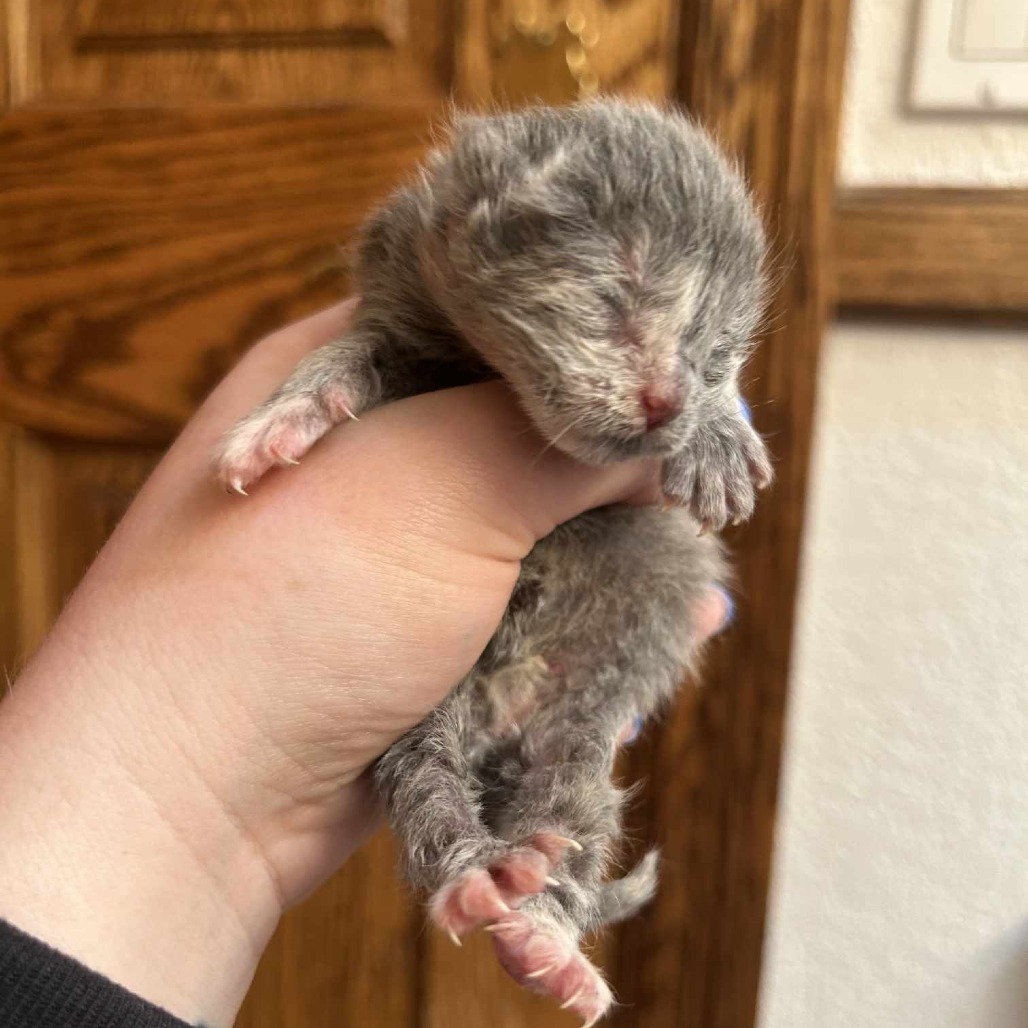 Maid Marian, an adoptable Domestic Short Hair in Jacksonville, OR, 97530 | Photo Image 2