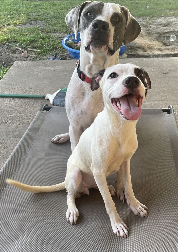 Leia # BAC-A-139122, an adoptable Terrier, Pit Bull Terrier in Halifax, NS, B3J 3A5 | Photo Image 1