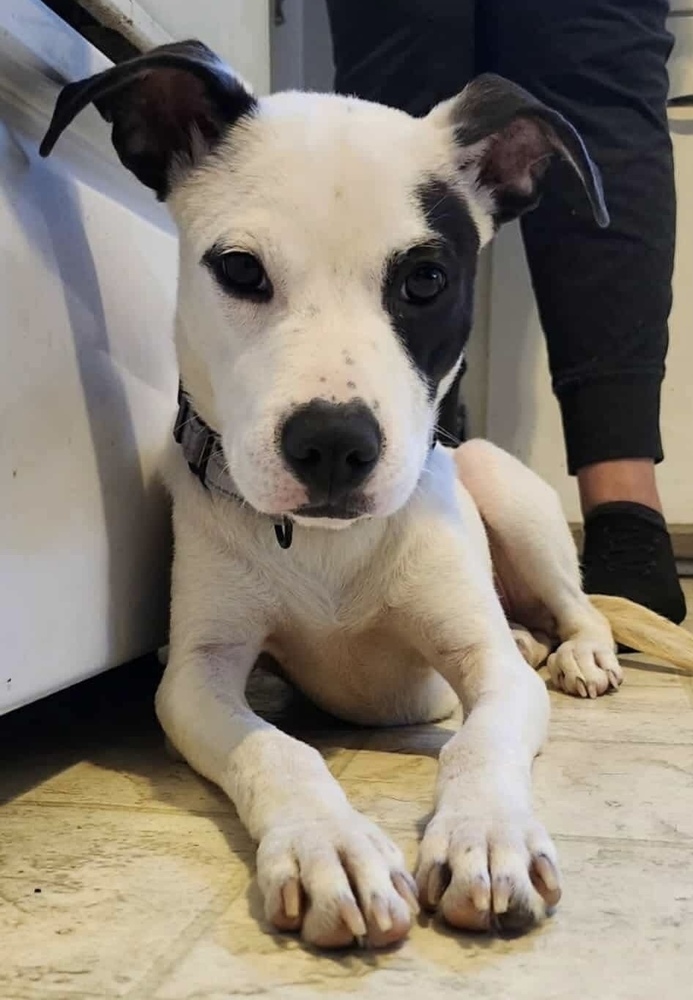 Leia # BAC-A-139122, an adoptable Terrier, Pit Bull Terrier in Halifax, NS, B3J 3A5 | Photo Image 2