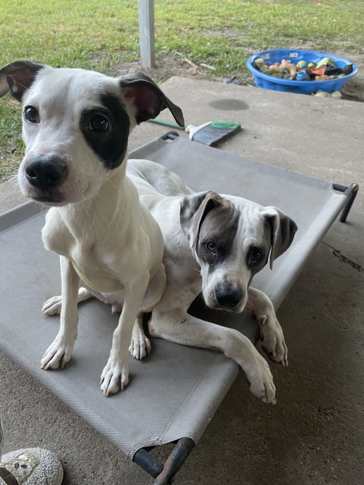 Leia # BAC-A-139122, an adoptable Terrier, Pit Bull Terrier in Halifax, NS, B3J 3A5 | Photo Image 3