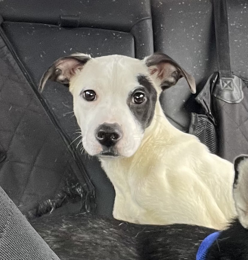 Leia # BAC-A-139122, an adoptable Terrier, Pit Bull Terrier in Halifax, NS, B3J 3A5 | Photo Image 4