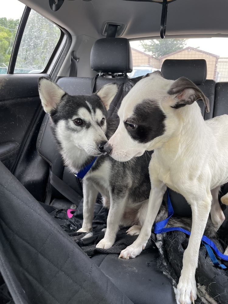 Leia # BAC-A-139122, an adoptable Terrier, Pit Bull Terrier in Halifax, NS, B3J 3A5 | Photo Image 5