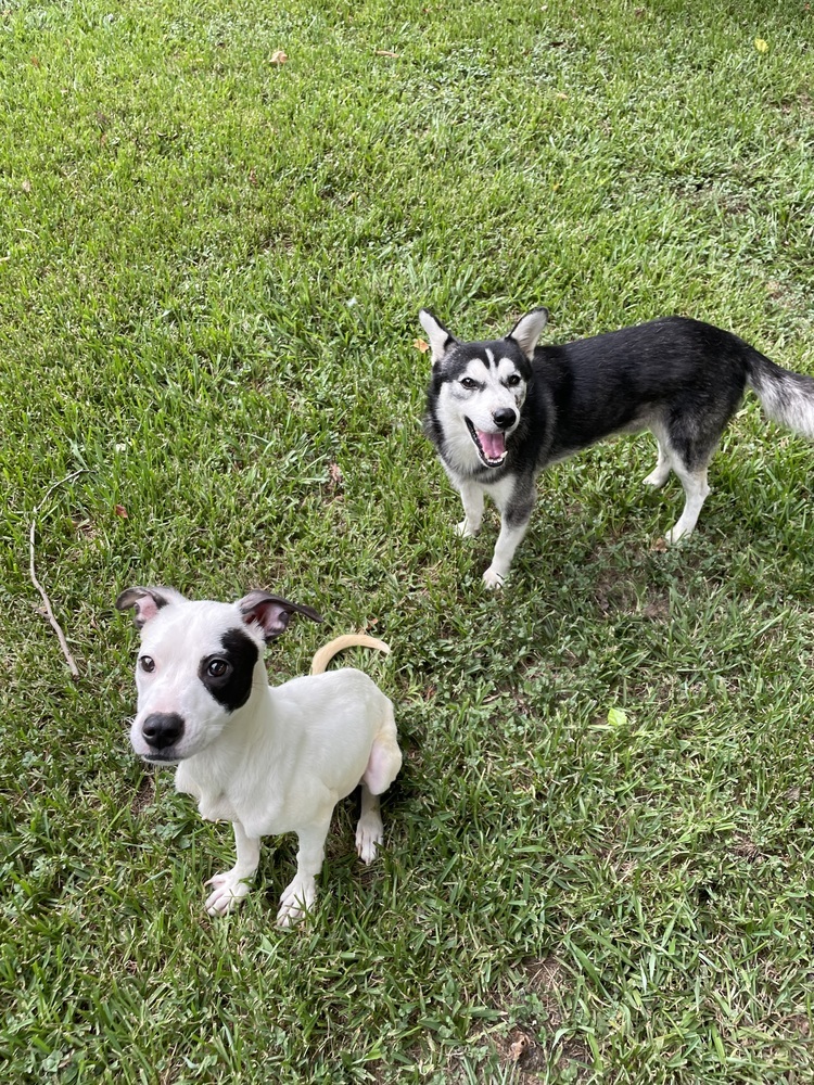 Leia # BAC-A-139122, an adoptable Terrier, Pit Bull Terrier in Halifax, NS, B3J 3A5 | Photo Image 6