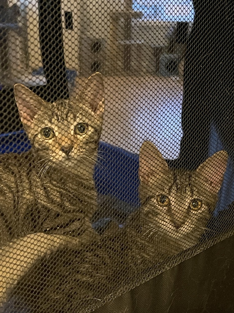 Bean bonded pair with Chimander
