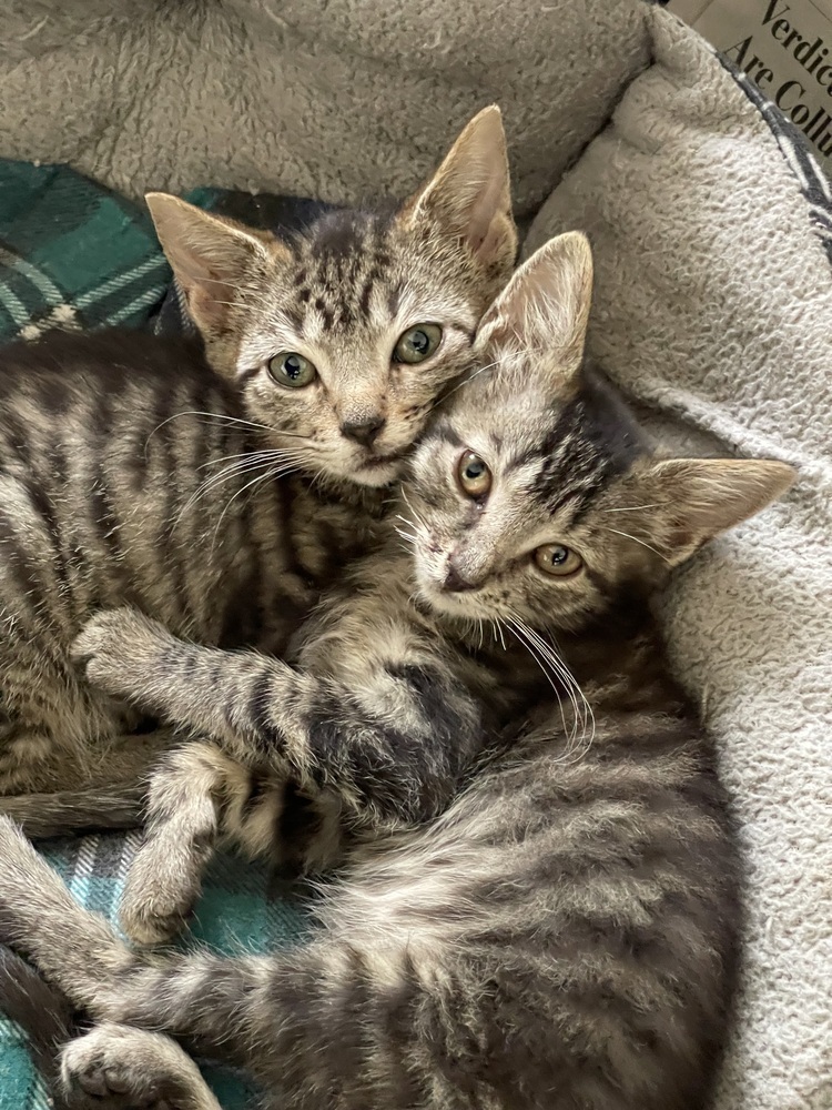 Bean bonded pair with Chimander