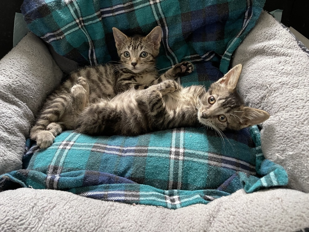 Bean bonded pair with Chimander