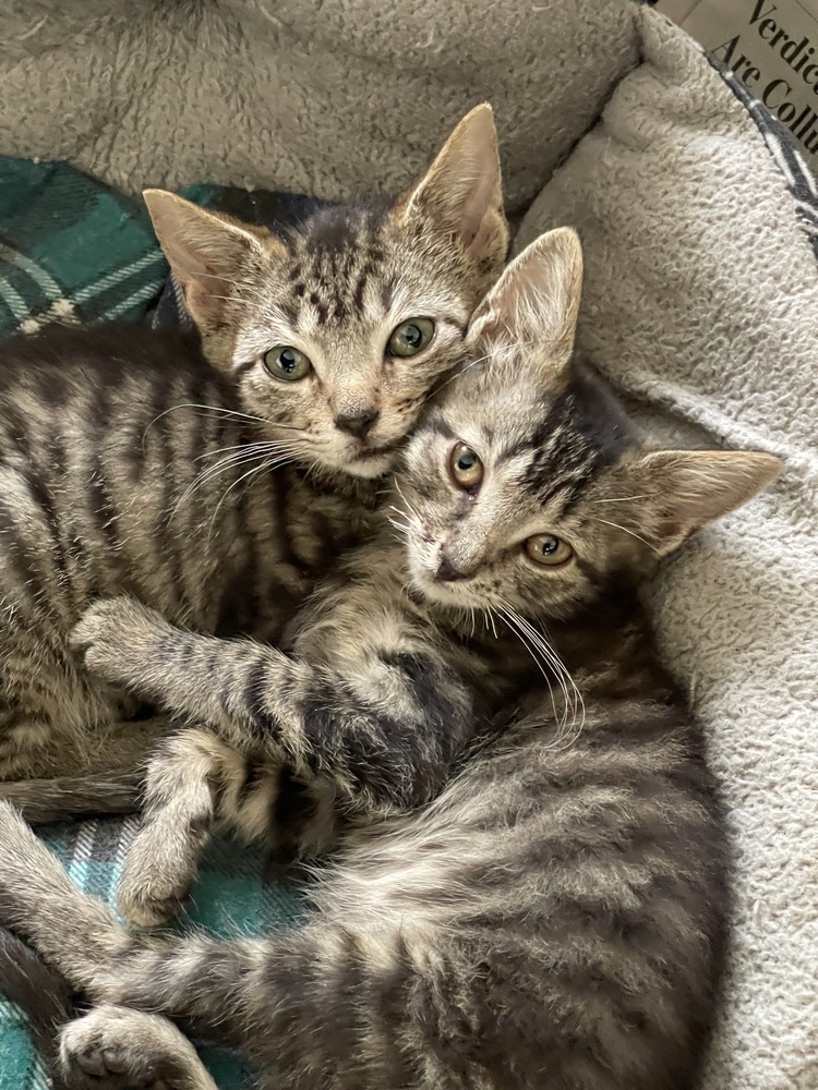 Chimander bonded pair with Bean