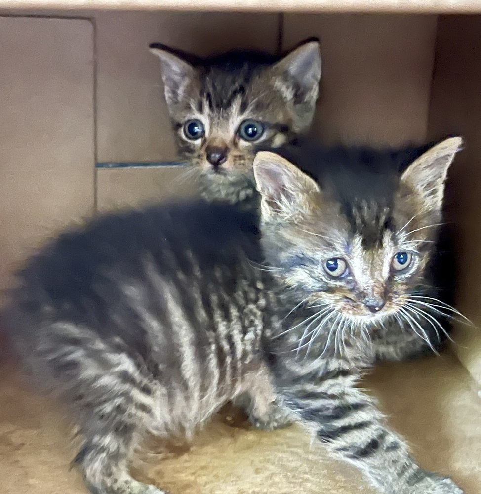 Chimander bonded pair with Bean