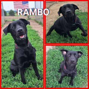 Rambo - SPONSORED, Adult Male unknown