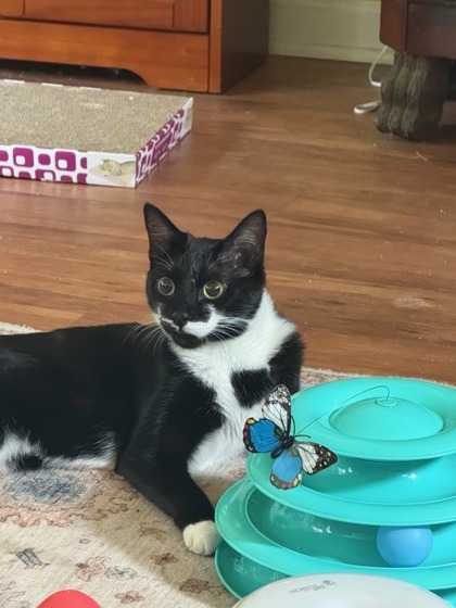 Catdora
