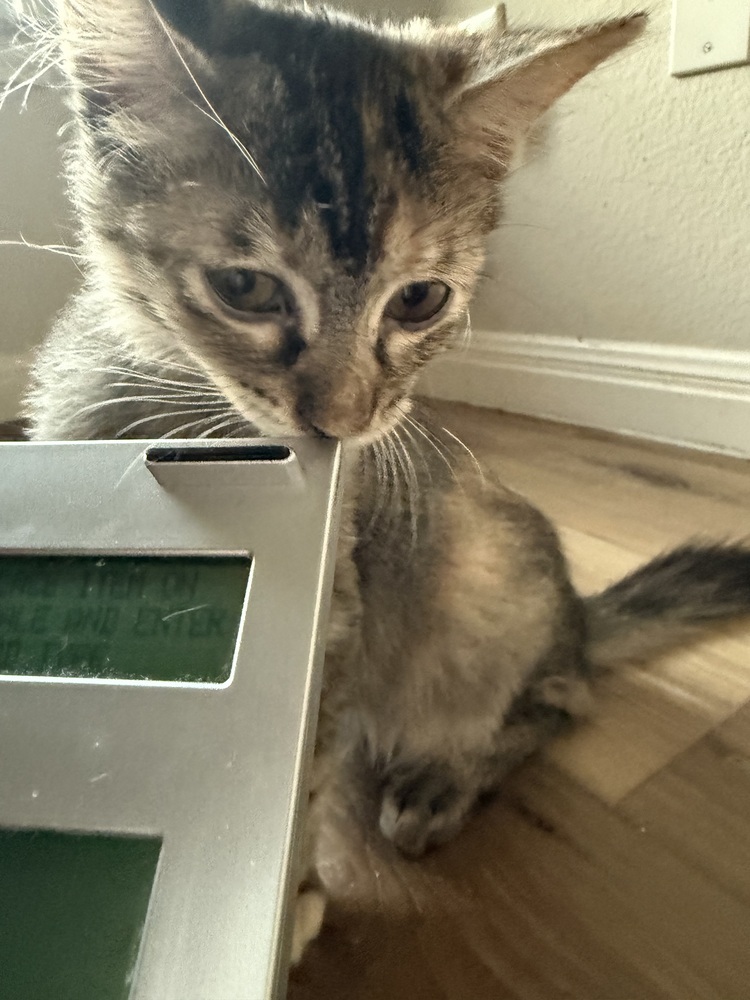 Baby 6
