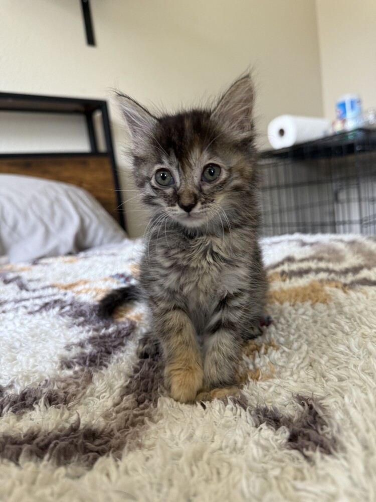 Baby 6