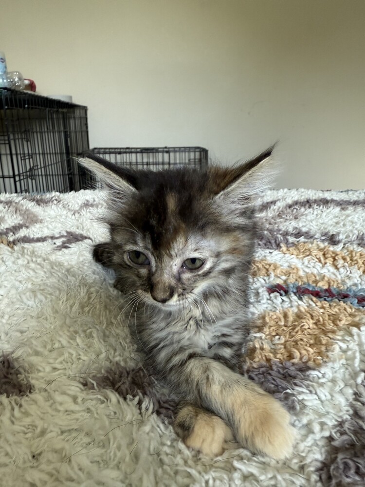 Baby 6