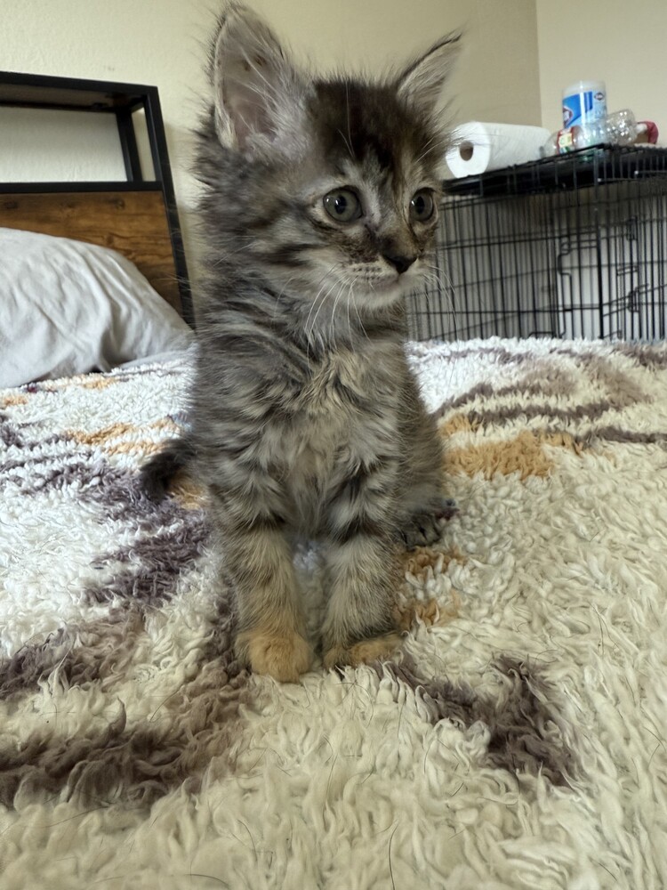 Baby 6